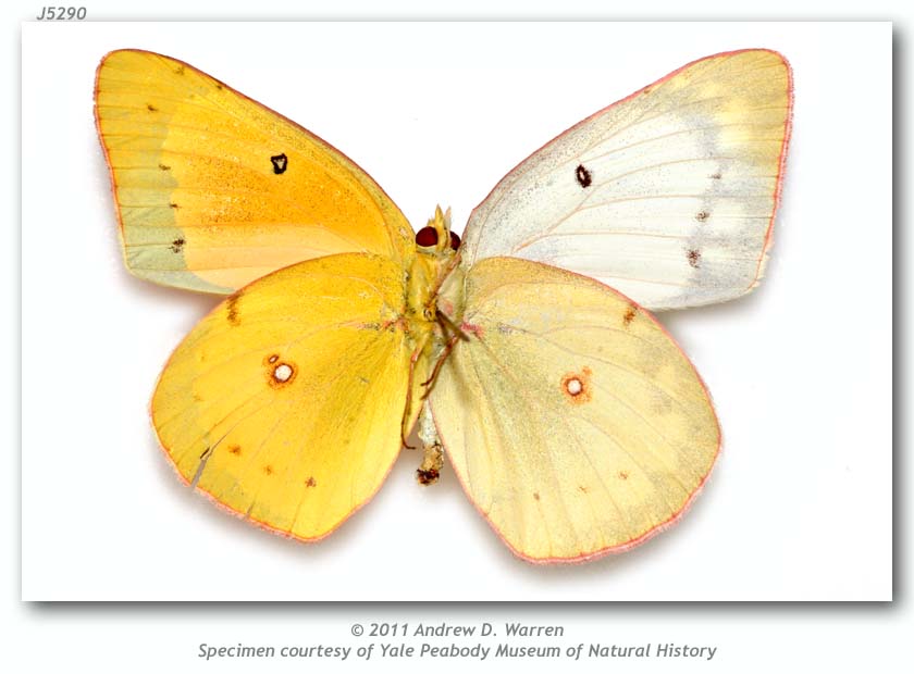 Colias eurytheme (bilateral gynandromorph, Alton, Madison Co., IL 8-18-1936, PMNH, verso) (Internet Image property of respective owner, non-commercial use only)